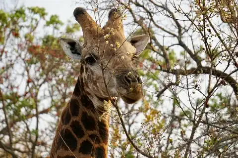Primer plano de una jirafa ramoneando ramas secas en la maleza del África Oriental.