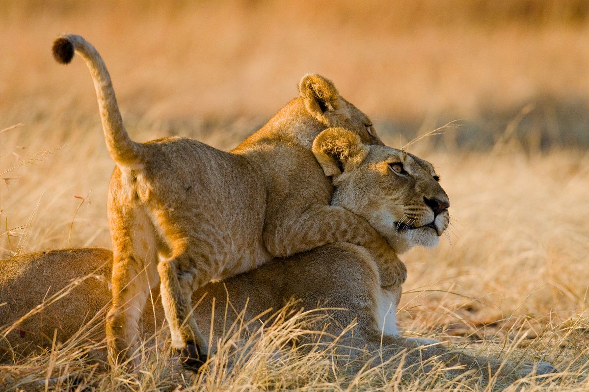 Lion cub clambering over its mother in golden grass at sunset — 7 Day Scenic Safari Through Kenya’s Landscapes