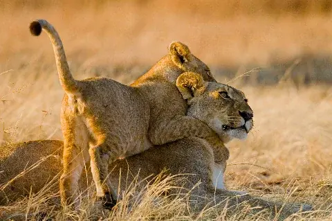 Lion cub clambering over its mother in golden grass at sunset — 7 Day Scenic Safari Through Kenya’s Landscapes