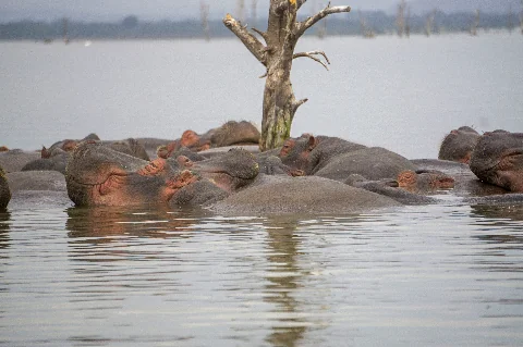 Pod of hippos resting in calm lake water beside a dead tree — Lake Naivasha wildlife scene from the 6-Day Maasai Mara, Nakuru & Amboseli safari