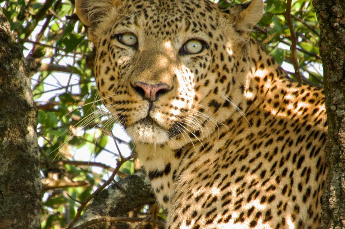 4-Day Maasai Mara Big Cat Safari from Nairobi