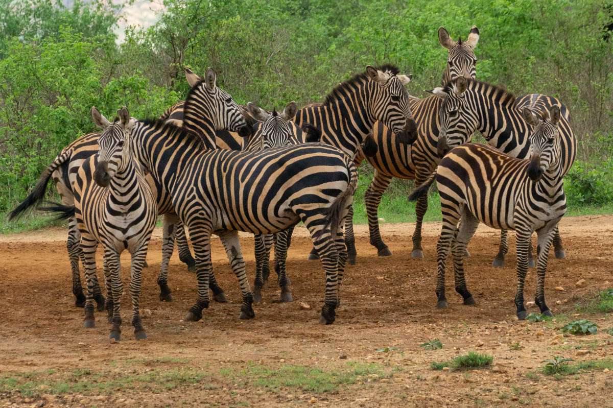 Cluster of zebras standing together on dusty ground with green bushland in Samburu National Reserve