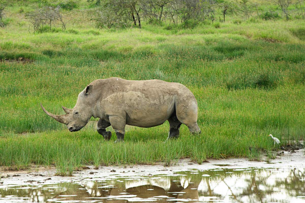 White rhinoceros grazing beside a shallow wetland with green grass and reflections — highlight of the 5-Day Samburu, Aberdare, Lake Nakuru & Naivasha Safari