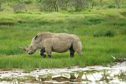 White rhinoceros grazing beside a shallow wetland with green grass and reflections — highlight of the 5-Day Samburu, Aberdare, Lake Nakuru & Naivasha Safari
