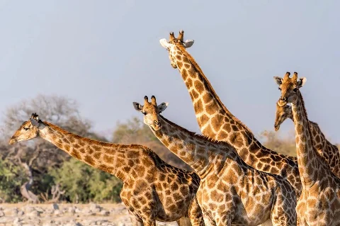 Small herd of giraffes standing tall on the open savannah during a Samburu game drive