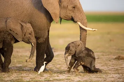 Adult elephant and muddy calf walking together on open grassland, a tender moment