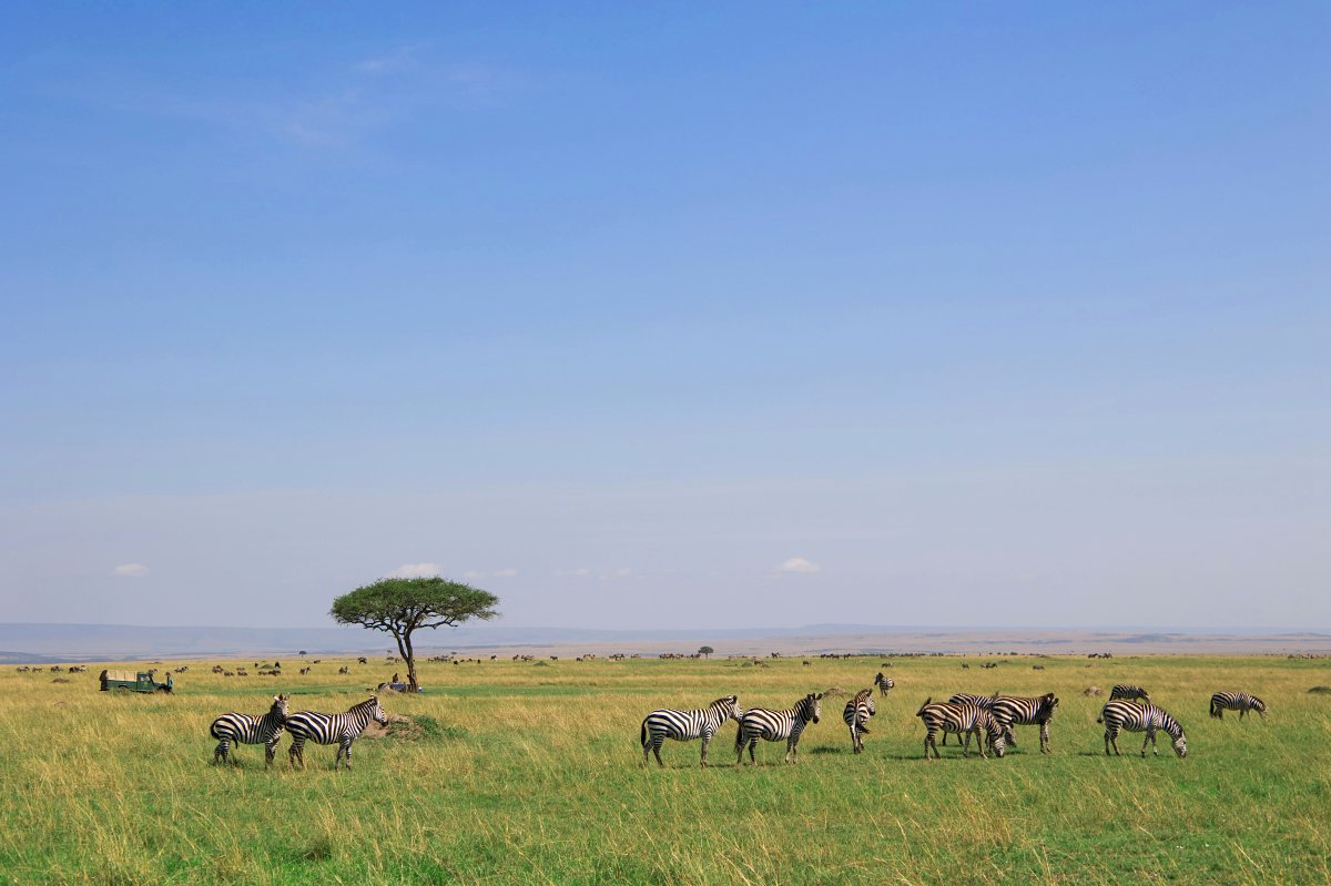 Uma manada de zebras pastando sob uma acácia solitária em uma vasta savana do Leste Africano