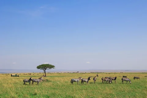 Uma manada de zebras pastando sob uma acácia solitária em uma vasta savana do Leste Africano