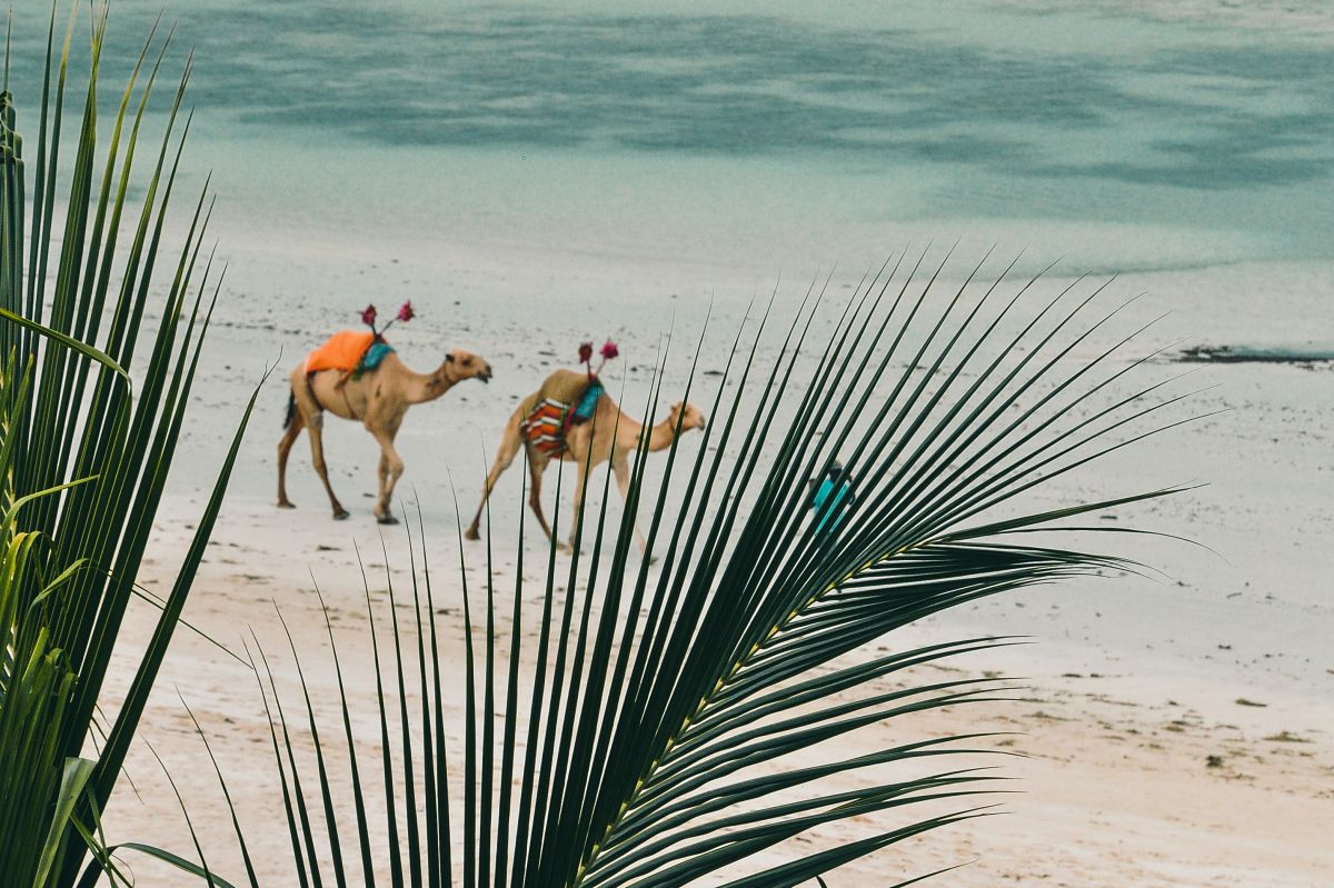 Two camels walking along a white-sand shoreline framed by palm fronds at Diani Beach