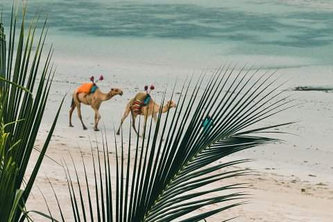 Two camels walking along a white-sand shoreline framed by palm fronds at Diani Beach