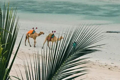 Two camels walking along a white-sand shoreline framed by palm fronds at Diani Beach