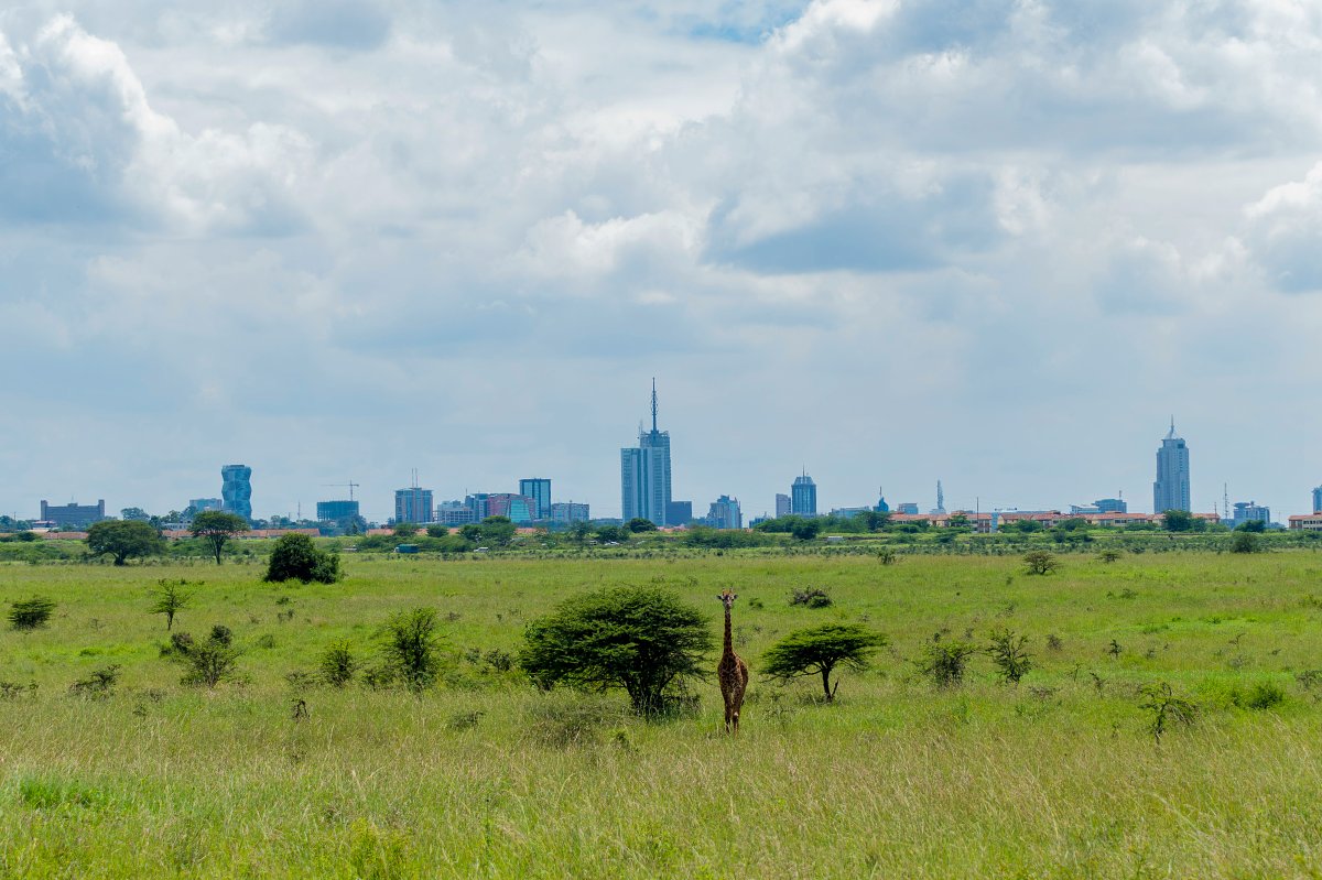 Giraffe standing in green savanna with the Nairobi city skyline in the distance — scene from Nairobi National Park full-day safari