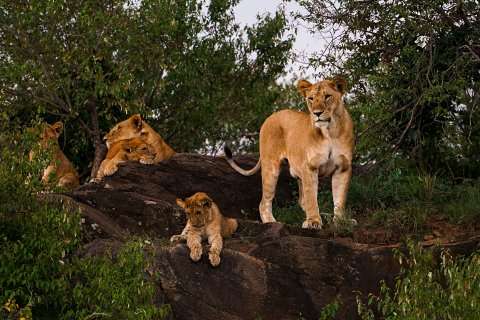Lioness standing on a rocky kopje with cubs lounging below among trees in the Kenyan savannah — scene from the 8-Day Ultimate Kenya Safari