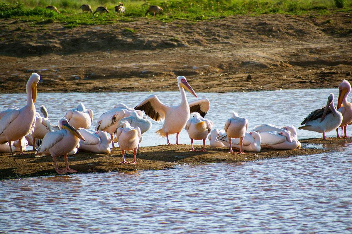 Group of white pelicans resting on a lakeshore at Lake Nakuru, soft reflections on the water