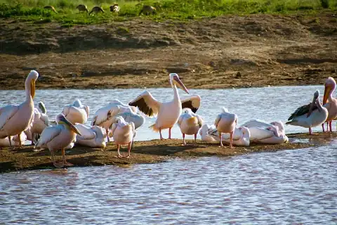 Group of white pelicans resting on a lakeshore at Lake Nakuru, soft reflections on the water