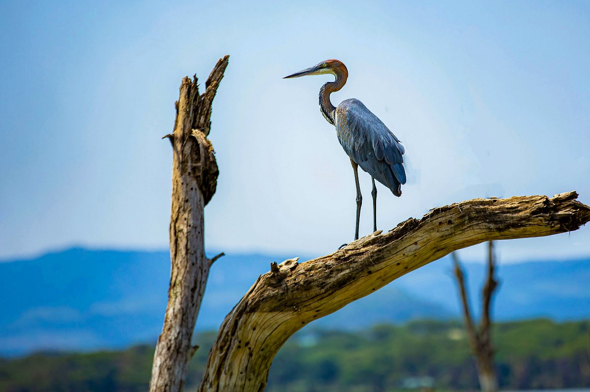 Héron goliath perché sur une branche morte au soleil, ciel bleu et collines au loin — Circuit safari classique de 9 jours au Kenya au départ de Nairobi