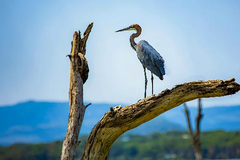 Héron goliath perché sur une branche morte au soleil, ciel bleu et collines au loin — Circuit safari classique de 9 jours au Kenya au départ de Nairobi