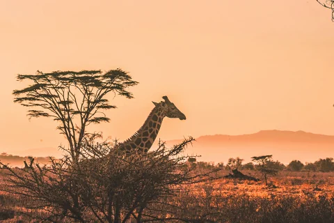 Giraffe framed by an acacia tree at sunset across the golden Tsavo plains